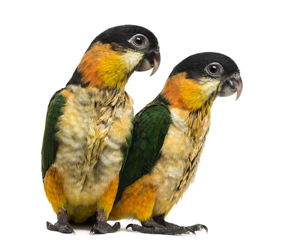 Два молодых попугая в черной шапке (10 недель от роду), изолированных на белом — стоковое фото