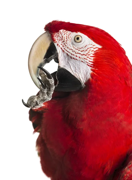 Primer plano de un guacamayo rojo y verde limpiándose a sí mismo, aislado en w — Foto de Stock