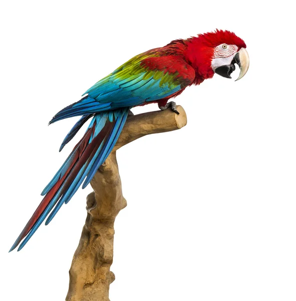 Guacamayo rojo y verde encaramado en una rama, aislado en blanco — Foto de Stock