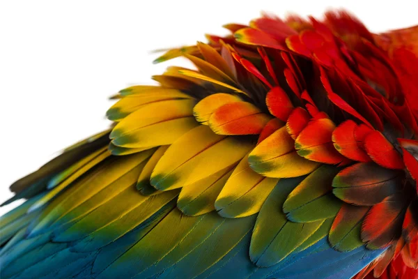 Close-up on a Scarlet Macaw feathers (4 years old) isolated on w — Stock Photo, Image