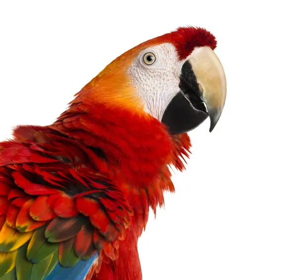 Primer plano de un guacamayo escarlata (4 años) aislado en blanco — Foto de Stock