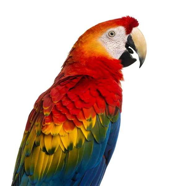 Primer plano de un guacamayo escarlata (4 años) aislado en blanco — Foto de Stock