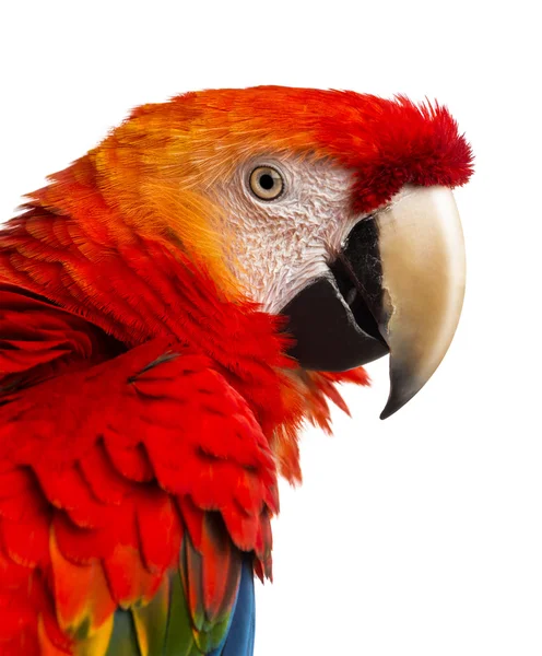 Close-up of a Scarlet Macaw (4 years old) isolated on white — Stock Photo, Image