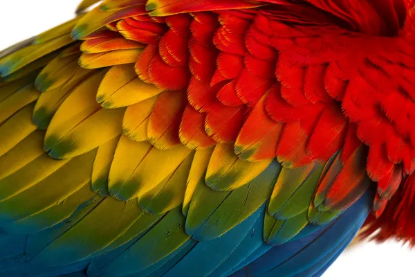 Close-up on a Scarlet Macaw feathers (4 years old) isolated on w — Stock Photo, Image