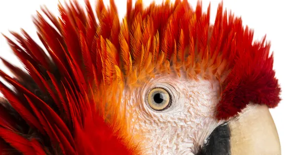 Közelről egy Ara papagáj szemét (4 éves) elszigetelt Pünkösd — Stock Fotó
