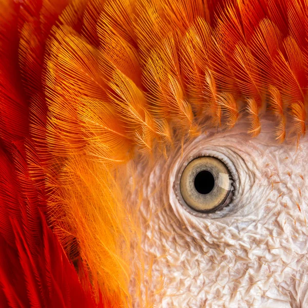 Primer plano en el ojo de un guacamayo escarlata (4 años de edad) aislado en el blanco — Foto de Stock