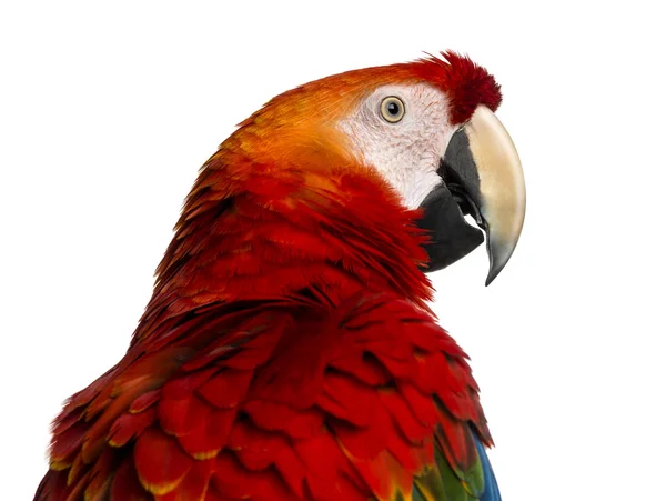 Primer plano de un guacamayo escarlata (4 años) aislado en blanco — Foto de Stock