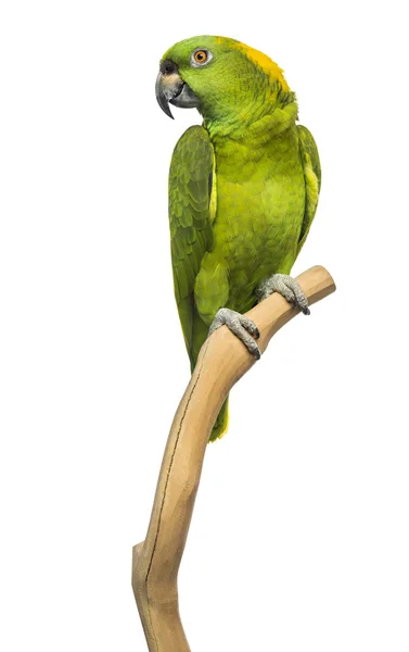 Yellow-naped parrot (6 years old) perched on a branch, isolated — Stock Photo, Image