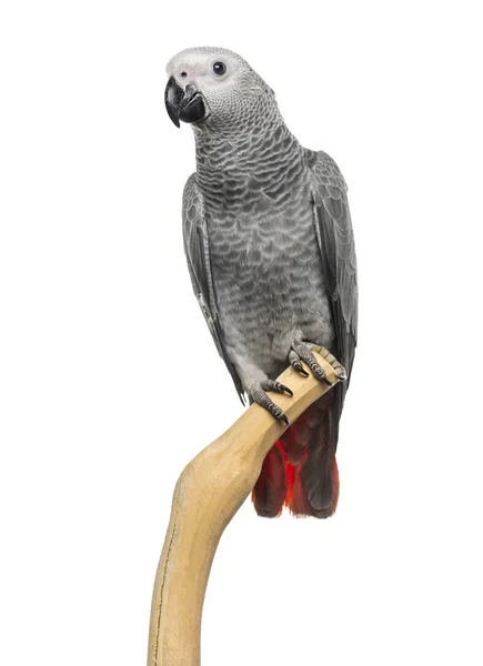 Afryki Grey papug (3 miesiące) siedzący na gałęzi, na białym tle — Zdjęcie stockowe