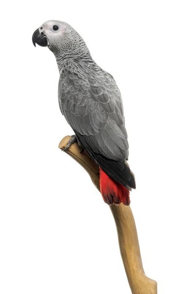 African Grey Parrot (3 months old) perched on a branch, isolated — Stock Photo, Image