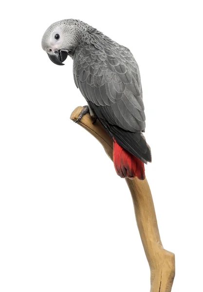 African Grey Parrot (3 months old) perched on a branch, isolated — Stock Photo, Image