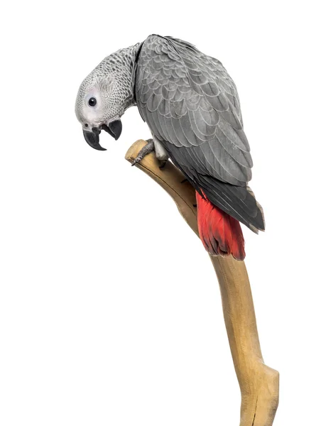 African Grey Parrot (3 months old) perched on a branch, isolated — Stock Photo, Image