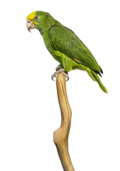 Double Yellow-headed Amazon (6 months old) perched on a branch, — Stock Photo, Image