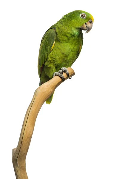 Panama Yellow-headed Amazon (5 months old) perched on a branch, — Stock Photo, Image