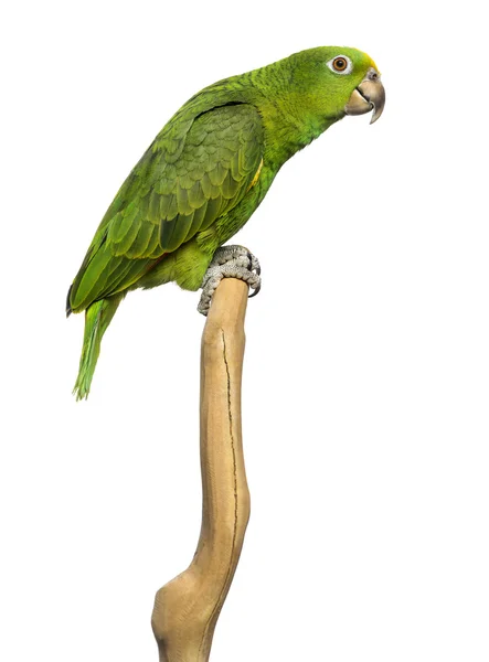 Panama Yellow-headed Amazon (5 months old) perched on a branch, — Stock Photo, Image