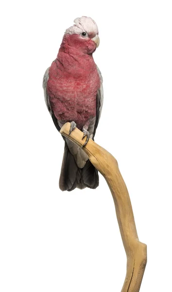 Rose-breasted Cockatoo (2 years old) perched on a branch, isolat — Stock Photo, Image