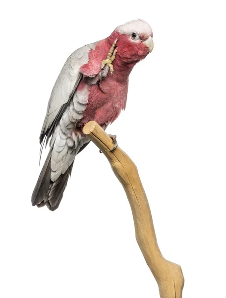 Rose-breasted Cockatoo (2 years old) perched on a branch, isolat — Stock Photo, Image