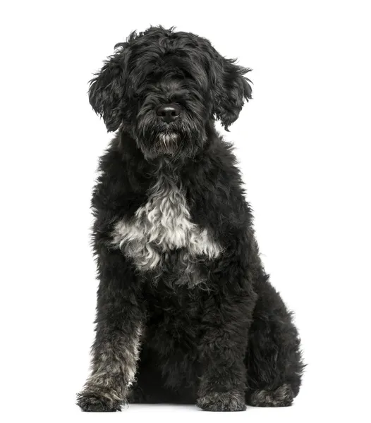 Portuguese Water Dog Stock Photo by ©lifeonwhite 49125711