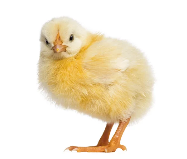 Chick 2 dagen oud — Stockfoto