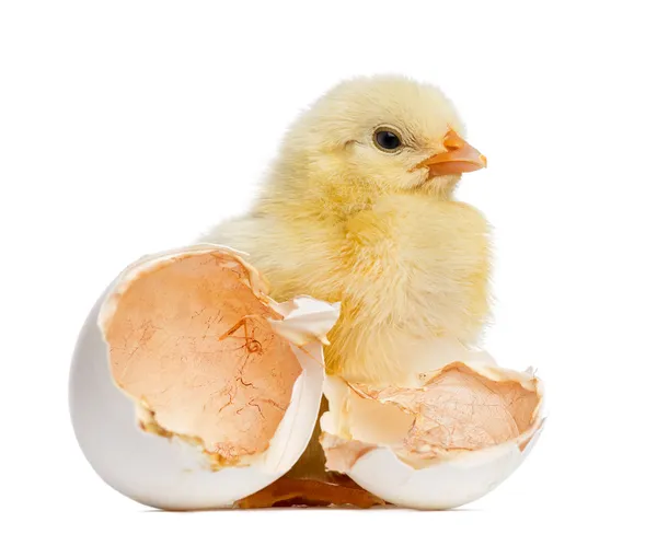 Polluelo de pie junto a su huevo (2 días de edad ) — Foto de Stock