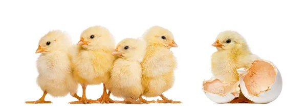 Four Chicks in a row (8 days old) and another standing alone nex — Stock Photo, Image