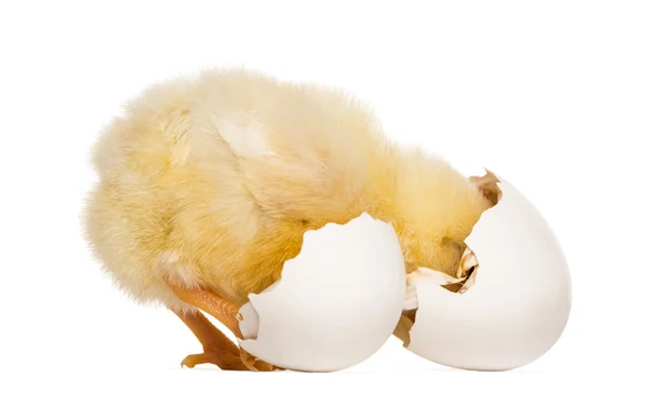 Chick (8 days old) looking into its eggshell — Stock Photo, Image