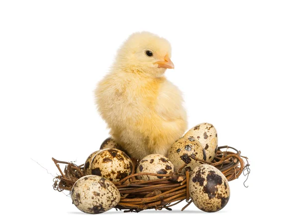 Chick (8 days old) standing in a nest with small eggs — Stock Photo, Image