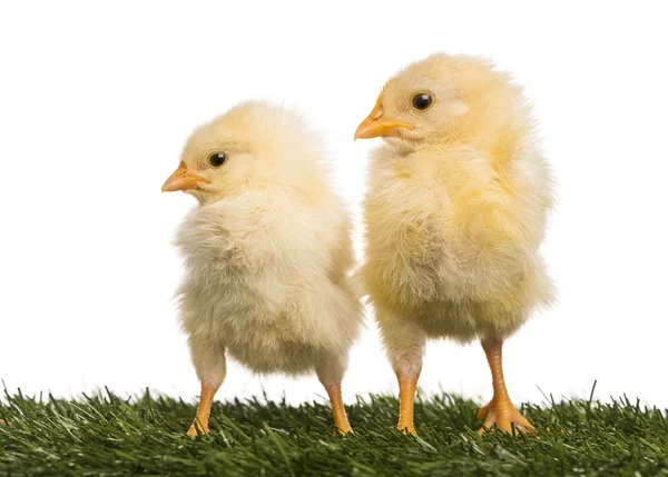 Twee chicks (8 dagen oud) permanent in gras — Stockfoto