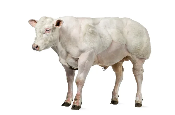 Belgian blue bull (8 months old) isolated on white — Stock Photo, Image