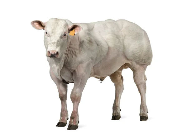 Belgische blauwe stier (8 maanden oud) geïsoleerd op wit — Stockfoto