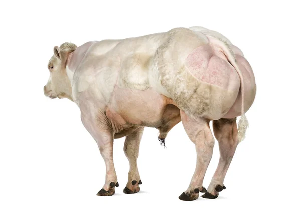 Belgické modré býk (8 měsíců), izolované na bílém — Stock fotografie