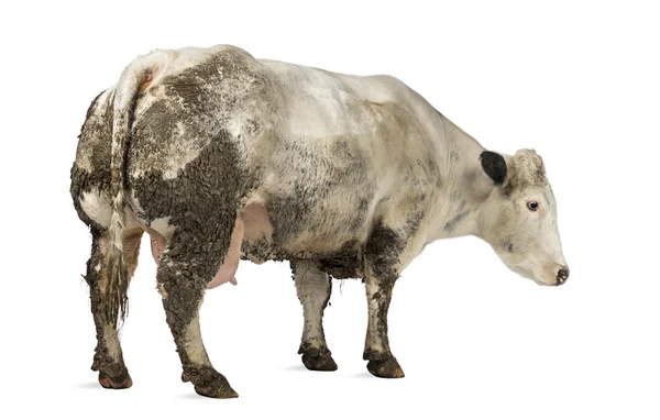 Грязная беременная бельгийская голубая корова, изолированная на белом — стоковое фото