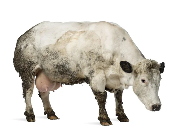 Smutsiga gravid belgisk blå ko, isolerad på vit — Stockfoto