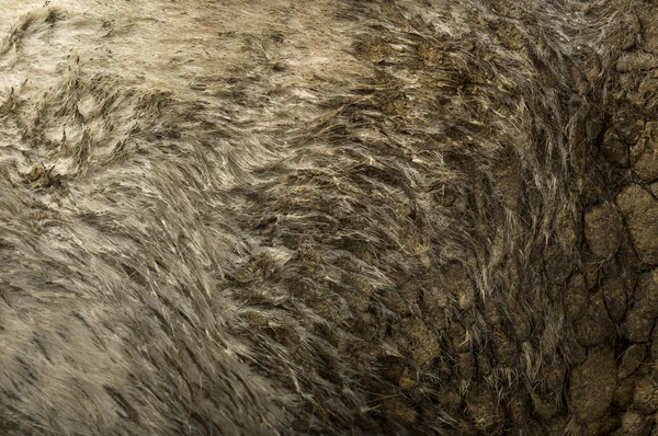 Закри бельгійський синя корова брудне волосся — стокове фото