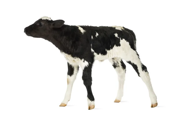 Belgian blue calf isolated on white — Stock Photo, Image