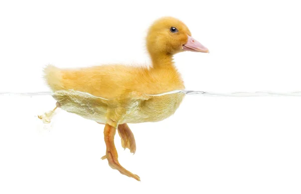 Duckling (7 days old) swimming and pooping, isolated on white — Stock Photo, Image