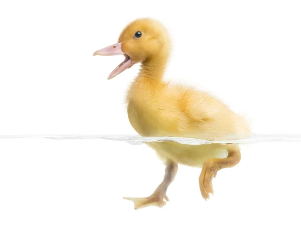Kiskacsa (7 napos) úszás és quacking, elszigetelt fehér — Stock Fotó