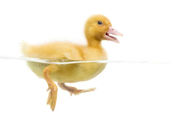 Duckling (7 days old) swimming, isolated on white — Stock Photo, Image