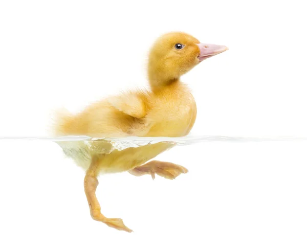 Duckling (7 days old) swimming, isolated on white — Stock Photo, Image