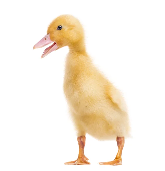Duckling (7 days old) quacking, isolated on white — Stock Photo, Image
