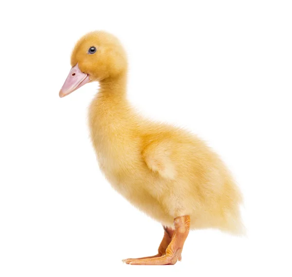 Duckling (7 days old) isolated on white — Stock Photo, Image