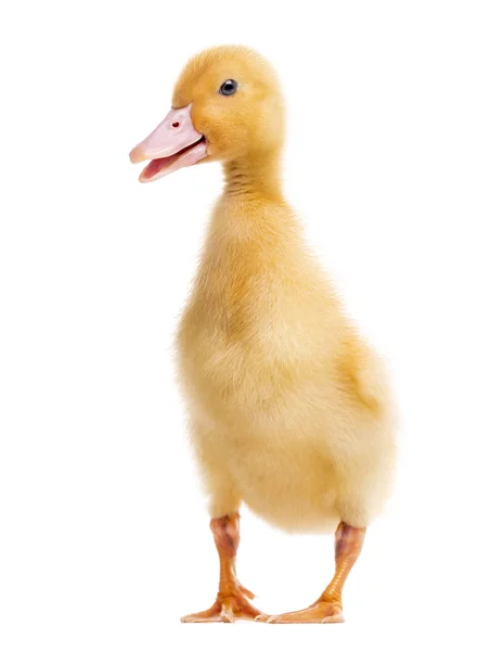 Duckling (7 days old) isolated on white — Stock Photo, Image