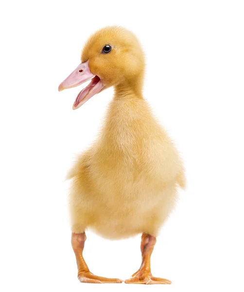 Duckling (7 days old) quacking, isolated on white — Stock Photo, Image