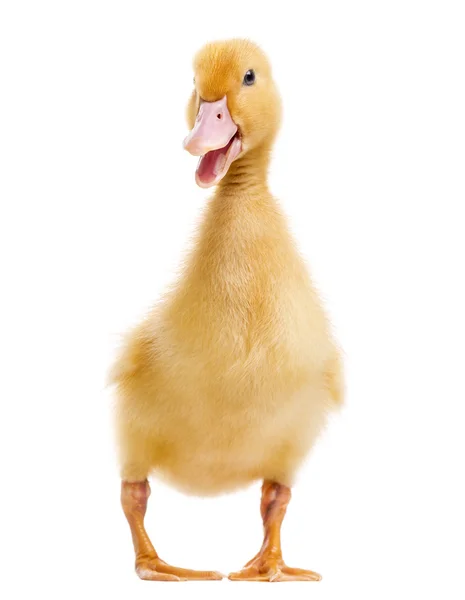 Ankungen (7 dagar gamla) quacking, isolerade på vit — Stockfoto