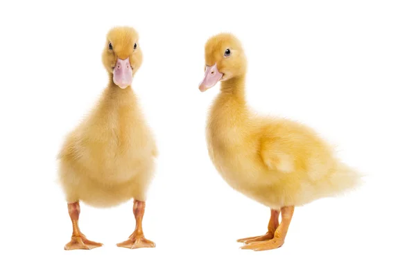 Two Ducklings (7 days old) isolated on white — Stock Photo, Image