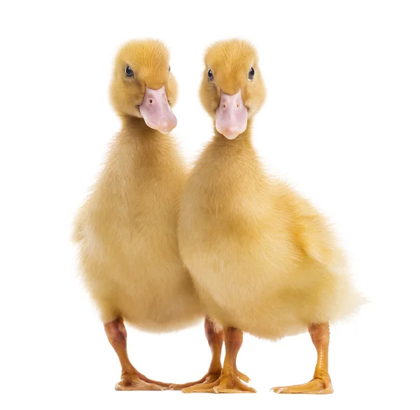 Two Ducklings (7 days old) isolated on white — Stock Photo, Image