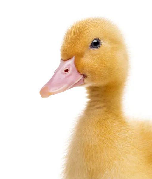 Close-up of a Duckling (7 days old) isolated on white — Stock Photo, Image