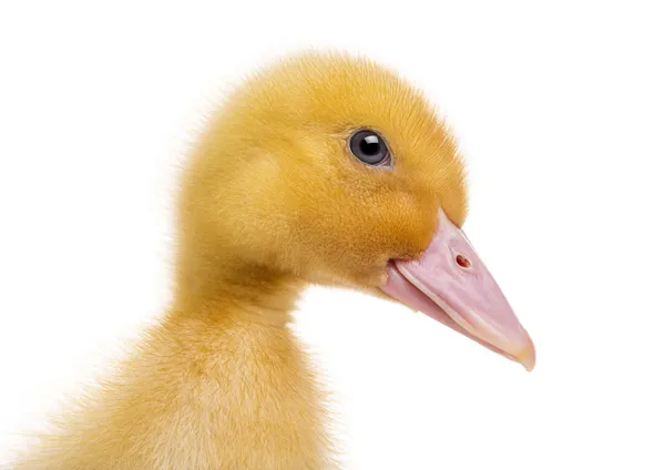 Primer plano de un patito (7 días de edad) aislado en blanco —  Fotos de Stock