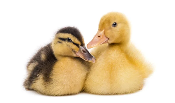 Dos patitos (7 días) aislados en blanco — Foto de Stock