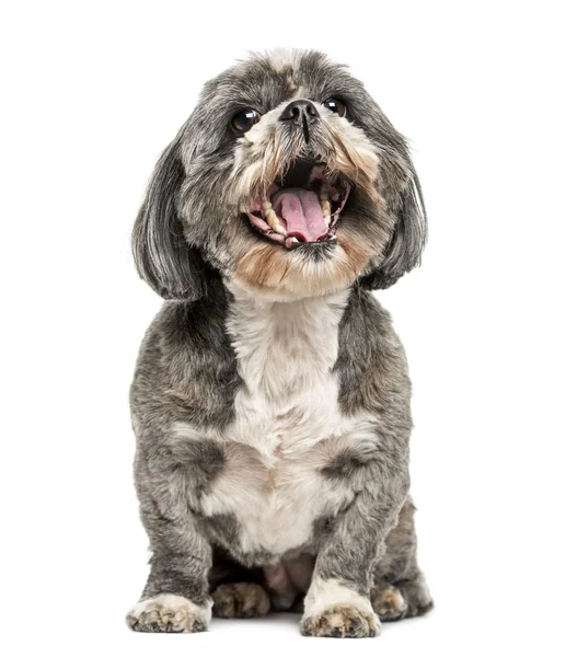 Shih Tzu (7 anni) ) — Foto Stock